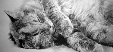 猫铅笔漫画,趣味横生的漫画世界